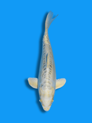 Doitsu Hariwake | Koi&Co.